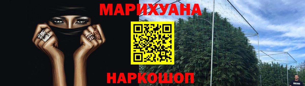 Конопля гибрид Балтийск